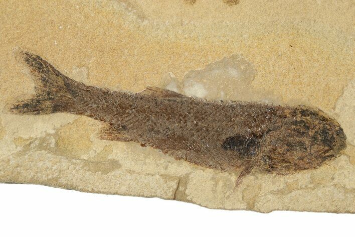 Jurassic Fossil Fish (Hulettia) - Wyoming #188843